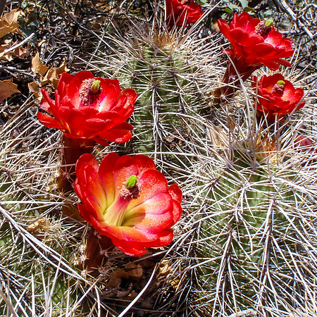 20100417-Hedgehog_Cactus_Joshua_Tree_NP-001