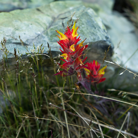 20150711-Indian_Paintbrush_Minaret_Lake-113-Edit