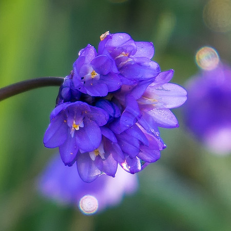 20150301-Blue_Dick_Blossom-001