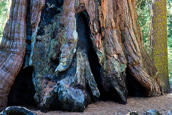 20140323-Sequoia Bigfoot SEKI -030-2
