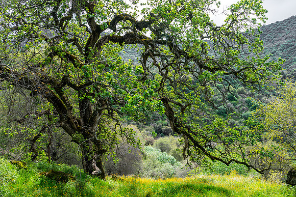 20150301-Green_Tree_Salt_Creek-060