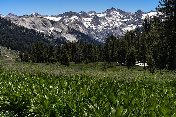 20170704-Alta Meadow and Kaweah Peaks, Sequoia NP-333