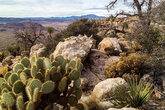20111120-JTNP_Queen_Mtn_Garden-001