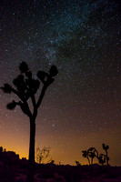 Joshua_Tree_Starry_Night